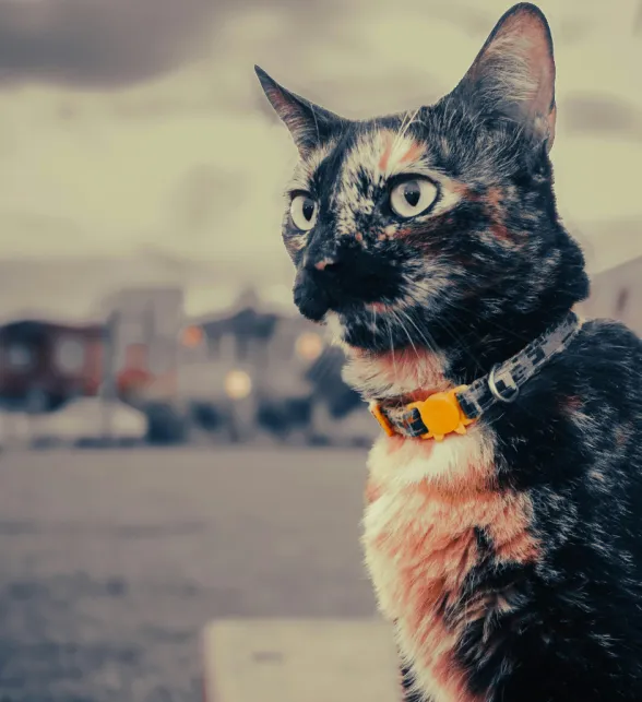 🩶 ¿Qué es realmente el duelo por un animal de compañía?