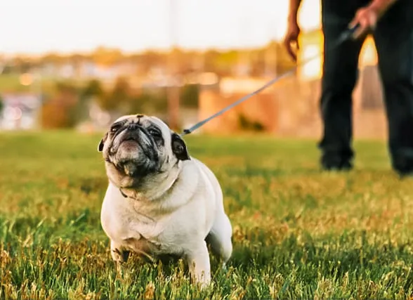 ¿Por qué elegir los servicios funerarios de Artemis?