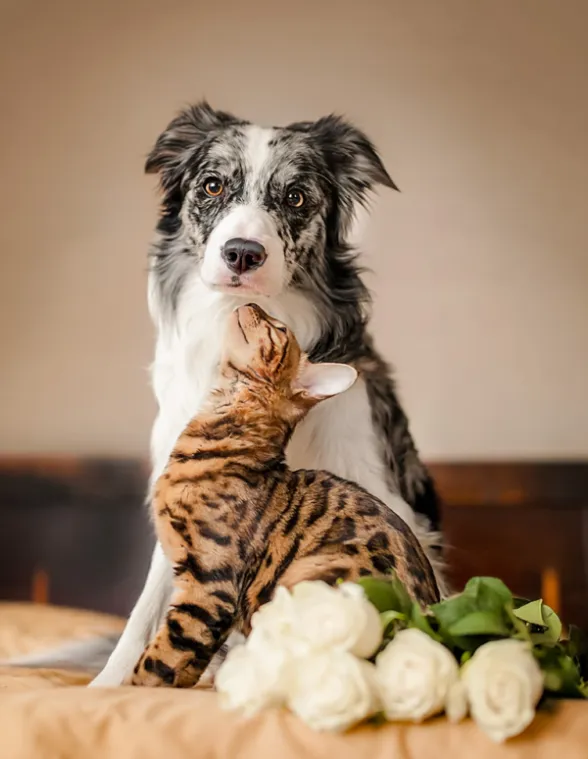 ¿Por qué realizar el proceso de incineración de mascotas con Artemis?