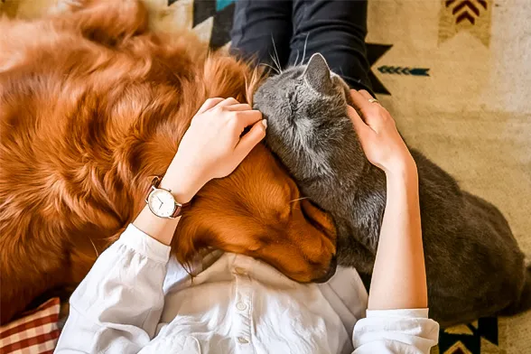 Amantes de los animales de principio a fin