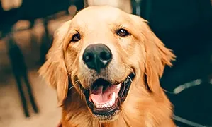 Incineración de Perros