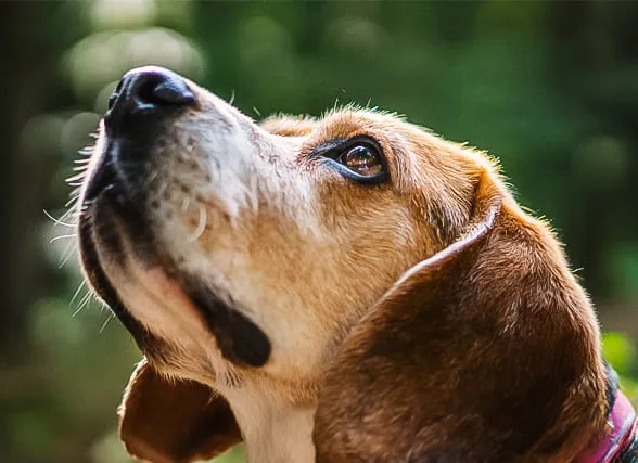 ¿Por qué realizar el proceso de incineración de tu perro con Artemis?