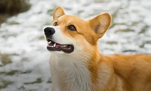 Incineración individual