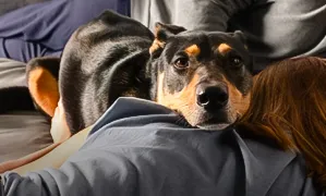 Incineración + velatorio