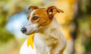 Servicios de cremación y tanatorio