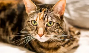 Servicios veterinarios