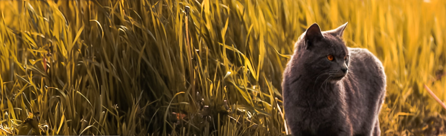 presupuesto de incineración de mascotas