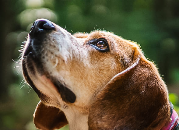 incineración de perros