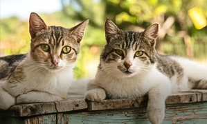 incineración colectiva