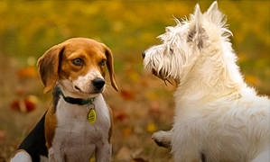 incineración colectiva perros