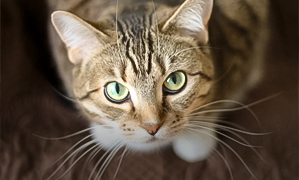 incineración individual