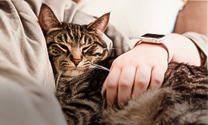 incineración de gatos