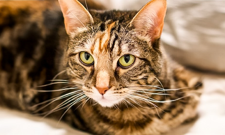 servicios veterinarios