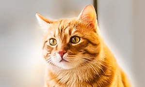 incineración de gatos