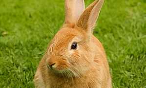 incineración de mascotas