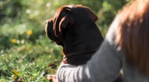 esperanza de vida de un perro